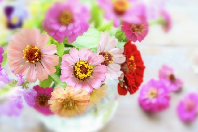 ヒャクニチソウ（百日草）とは？名前の由来や特徴・花言葉をご紹介！