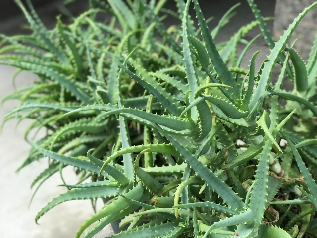 アロエ・ベラの育て方!植え替えに適した時期や増やし方もご紹介!