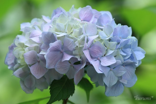 アジサイの剪定方法！どこを切る？正しい時期や切り方を図解で解説！のイメージ