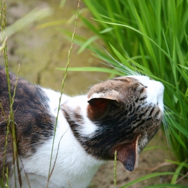 猫草の育て方！季節に合わせた上手な管理方法・枯らさないためのコツは？