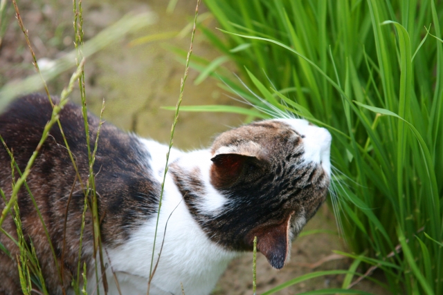 猫草の育て方！季節に合わせた上手な管理方法・枯らさないためのコツは？