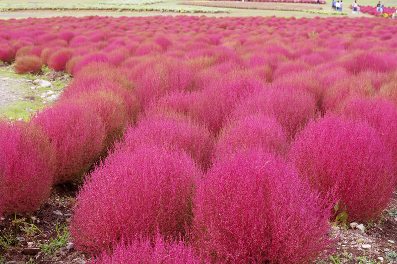 コキア(ほうき草)の育て方!種まきの仕方から剪定や植え替え方法まで!のイメージ