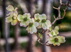 ハナミズキの育て方！水やりの仕方・肥料の与え方や植え替えの方法など！