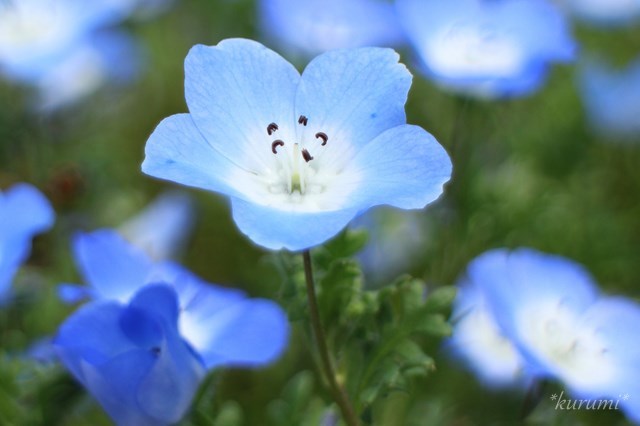 ネモフィラの育て方!種まきの時期・やり方から上手な増やし方まで解説!のイメージ