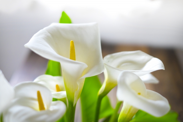 カラーの育て方!植え替え方法や水やり・肥料の与え方などを解説!のイメージ