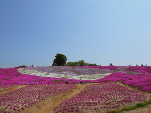 芝桜の育て方！上手な植え方から増やし方・手入れのコツまで解説！