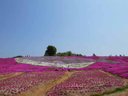 芝桜の育て方!上手な植え方から増やし方・手入れのコツまで解説!のイメージ