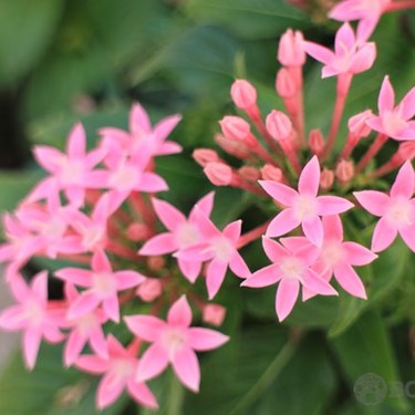 ペンタスの育て方！鉢植えでの手入れのコツや花壇での寄せ植えの仕方など！