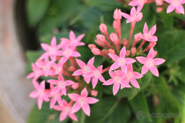 ペンタスの育て方!鉢植えでの手入れのコツや花壇での寄せ植えの仕方など!