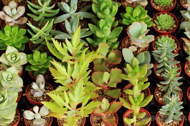 多肉植物の育て方概論!日当たりや水やりなど一般的な栽培管理のコツは?のイメージ
