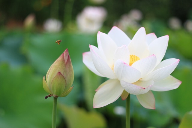 ハス(蓮)の育て方!鉢植えで育てる場合の水管理の方法などを解説!のイメージ