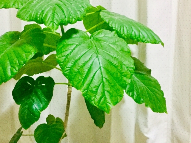 ウンベラータの育て方！葉焼けの場合の対処法など上手な管理方法を解説！