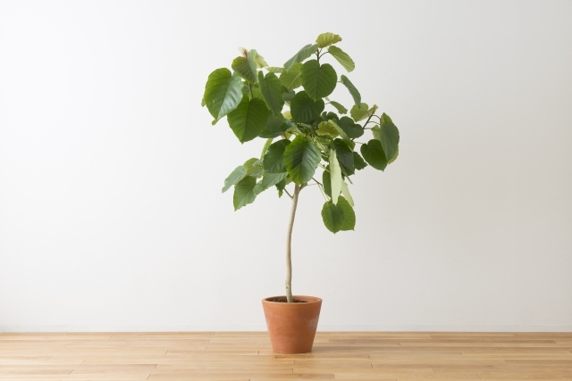 ウンベラータの剪定!どこを切る?適切な時期や正しい切り方を解説!