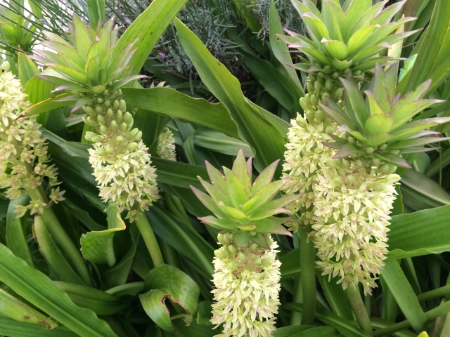 パイナップルリリーとは?特徴・種類や増やし方など育て方を解説!のイメージ