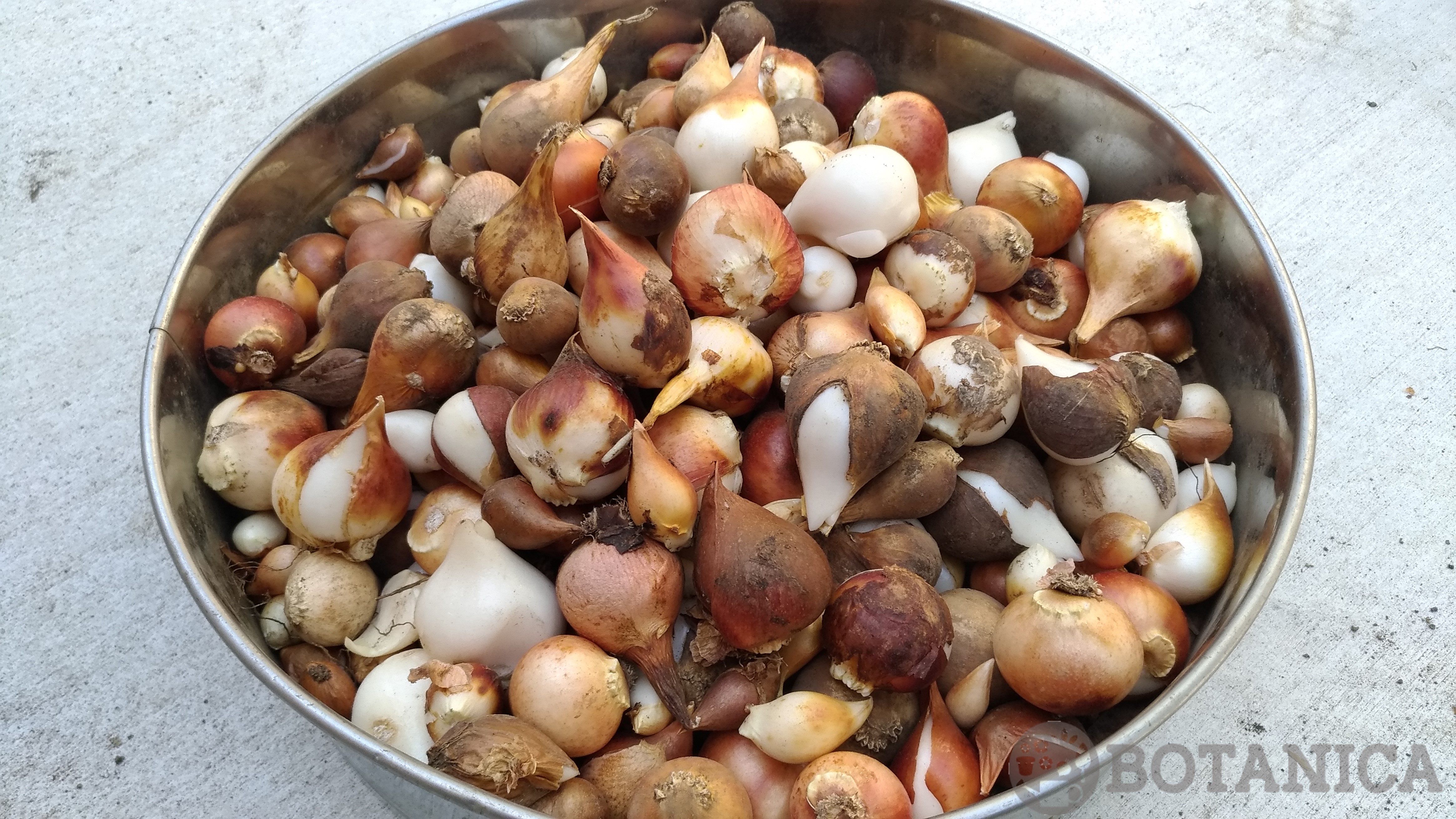 チューリップの球根の保管方法!球根収穫後の処理や保管のコツは?