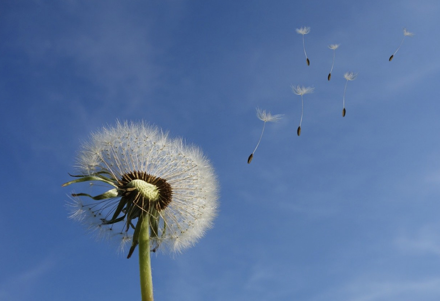 たんぽぽの綿毛ってどうやってできるの?花から綿毛になる過程を解説!のイメージ