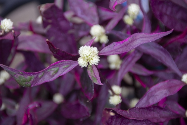 レッドフラッシュ(赤葉千日紅)の育て方!管理のコツや増やし方!