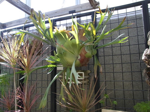 ビカクシダ・リドレイの育て方!水やりや冬越しの仕方などを解説!のイメージ