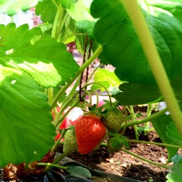 イチゴの花ってどんなの？その特徴や花言葉をご紹介！