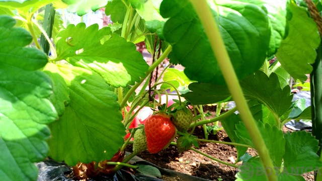 イチゴの花ってどんなの？その特徴や花言葉をご紹介！のイメージ