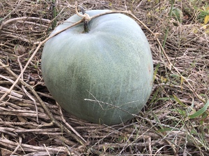 冬瓜（トウガン）とは？種類や栄養・効能からおいしい食べ方まで紹介！