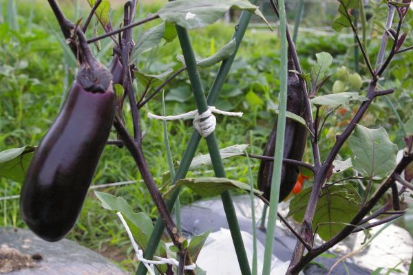 茄子(ナス)におすすめのコンパニオンプランツは何?一緒に植えるべき野菜や植物は?