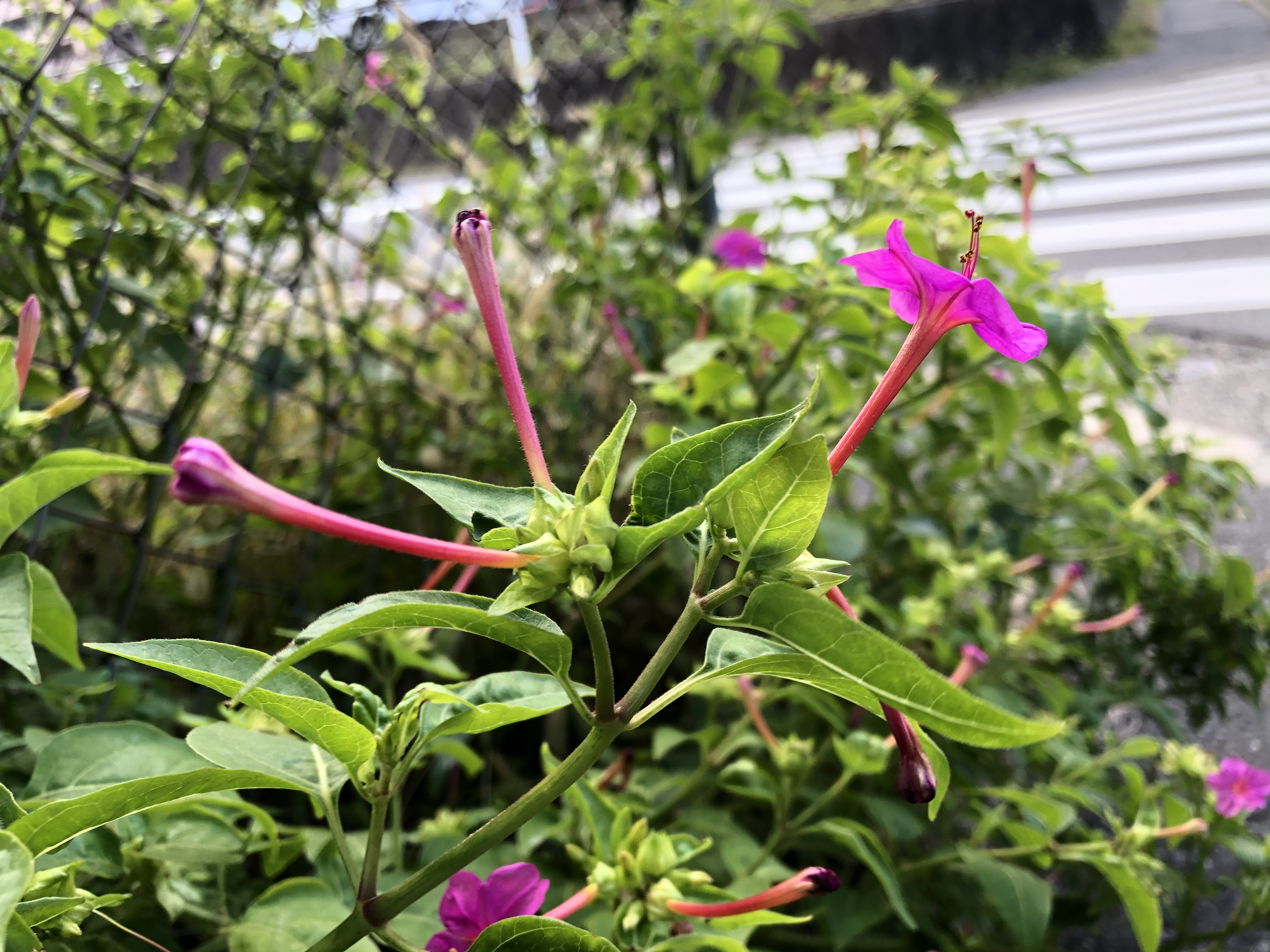 オシロイバナ(白粉花)の育て方!水やりや置き場所のコツなど解説!