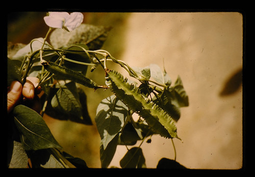 シカクマメの育て方!摘心方法やカーテンなどへの仕立て方まで解説!のイメージ