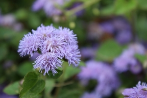 アゲラタムとは？種類・特徴・花言葉から冬越しなど育て方まで解説！