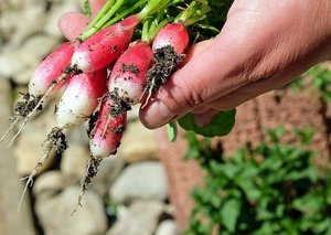 「連作障害」とは？連作できる野菜・連作できない野菜を一覧で解説！