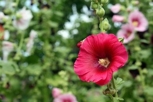 赤い花図鑑（40選）春夏秋冬それぞれの季節別に赤く咲く花をご紹介！