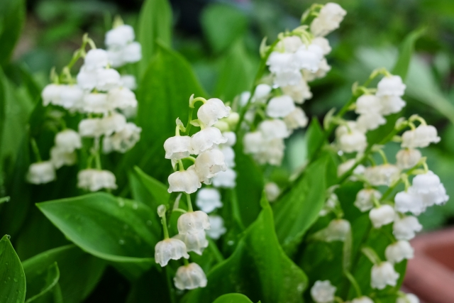 鈴蘭(すずらん)の花言葉とは?色別や種類別の花言葉もある?のイメージ