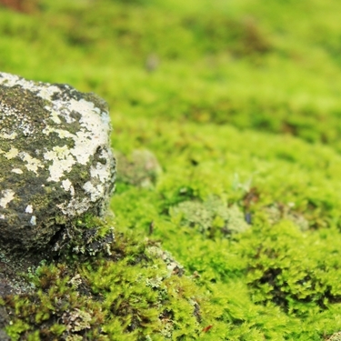 庭に生える苔の除去方法5選！重曹・熱湯・除草剤など効果的なのは？