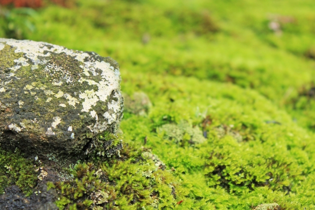 庭に生える苔の除去方法5選！重曹・熱湯・除草剤など効果的なのは？