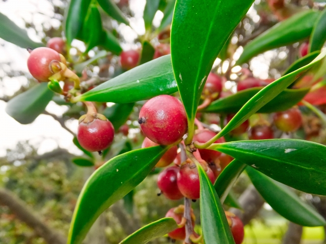 モッコク（木斛）とは？特徴や剪定方法・病気対策など育て方を解説！