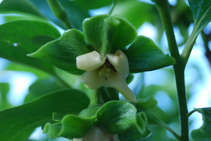 柿の花とは？その特徴や開花時期をご紹介！柿にも花が咲く？