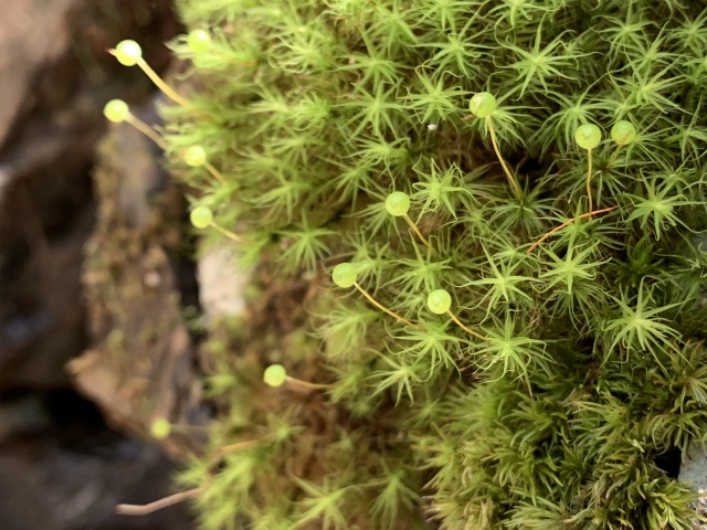 タマゴケとは?胞子体などの特徴や上手な増やし方など育て方をご紹介!