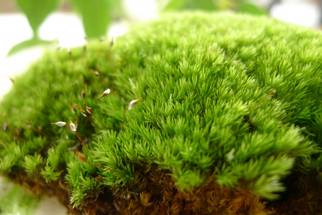 ホソバオキナゴケとは?採取方法や増やし方などの栽培方法をご紹介!