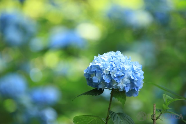 6月の花といえば?6月に咲く・咲いている花10選の特徴や花言葉!のイメージ