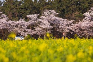 4月の花といえば？4月に咲く・咲いている花20選の特徴や花言葉！