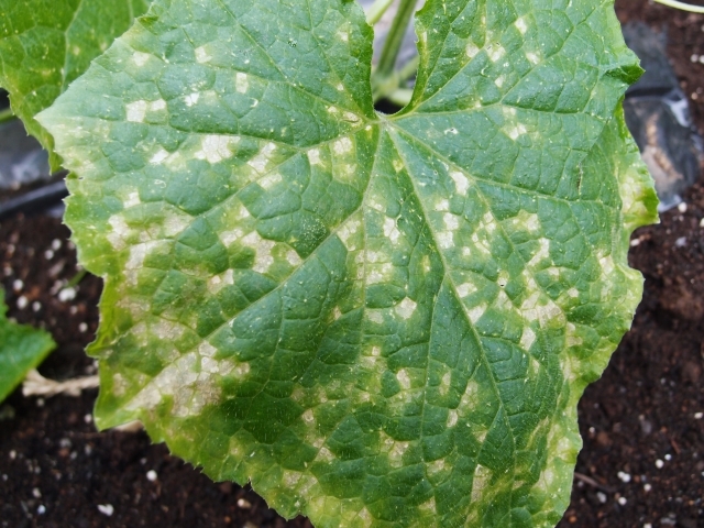 「べと病」とは?病気の概要や予防・治療に使える薬剤をご紹介!のイメージ