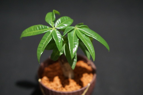 玄関に置くとよい観葉植物11選!風水的にも縁起のよい植物をご紹介!