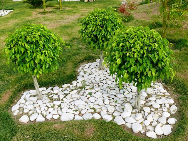 ベンジャミンの育て方!植え替え時期・方法や剪定のやり方などを解説!のイメージ