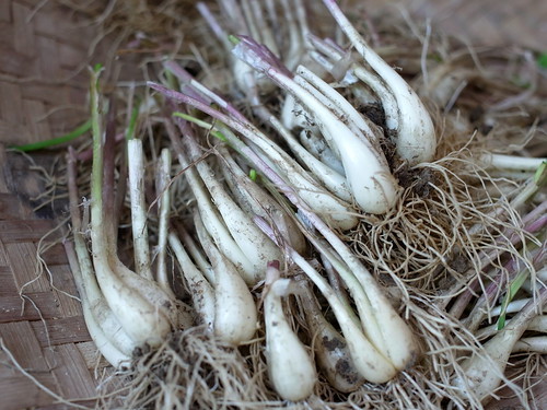 らっきょうの育て方・栽培方法!植え付けから管理・収穫方法まで解説!