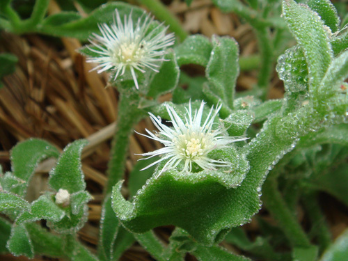 アイスプラントの育て方・栽培方法！水やり・温度など管理のコツは？のイメージ