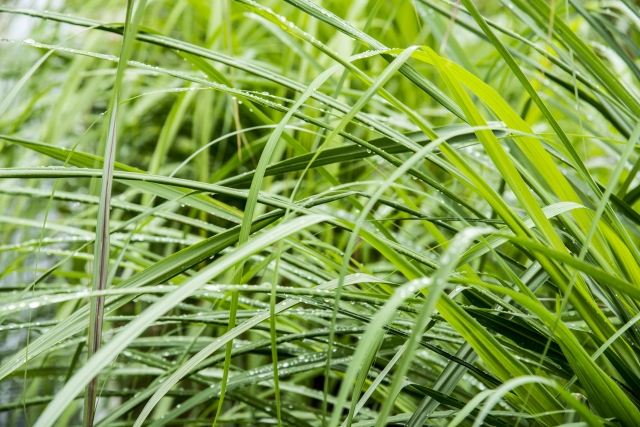 レモングラスの育て方・栽培方法!管理のコツや上手な増やし方を解説!