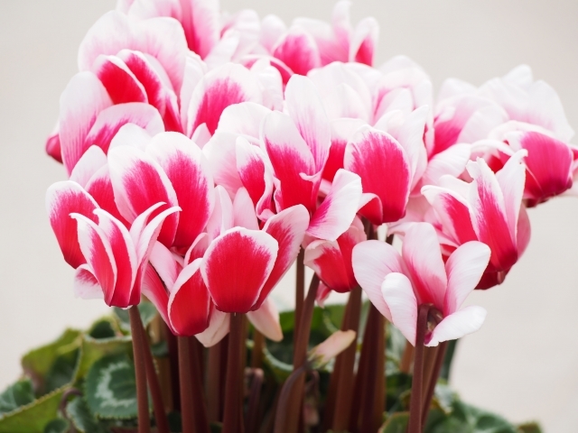 シクラメンの植え替え方法!適切な時期・タイミングや手順をご紹介!