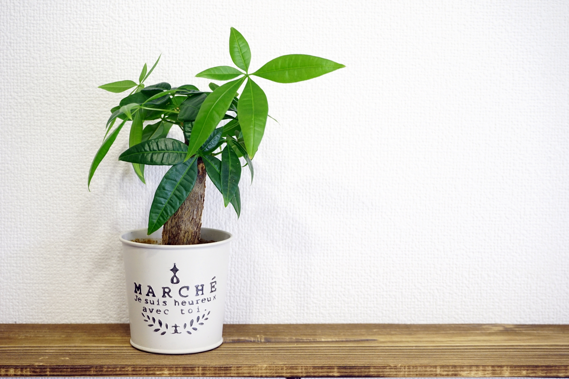 パキラの植え替え方法!適切な時期・タイミングや植え替え手順を解説