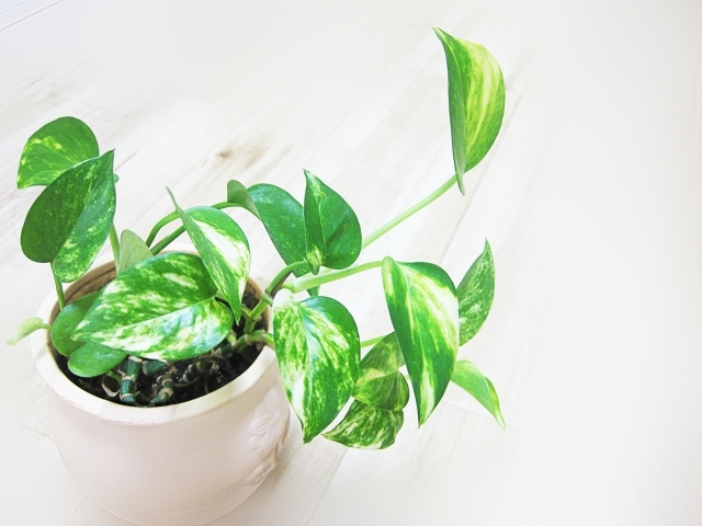 ポトスの植え替え方法!適切な時期や植え替えの手順・ポイントを解説!のイメージ