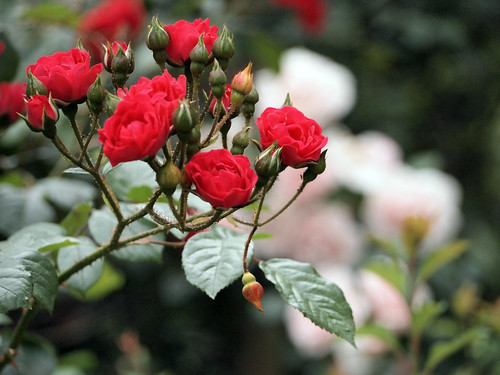 バラの植え替え方法!適切な時期や植え替えの手順・ポイントを解説